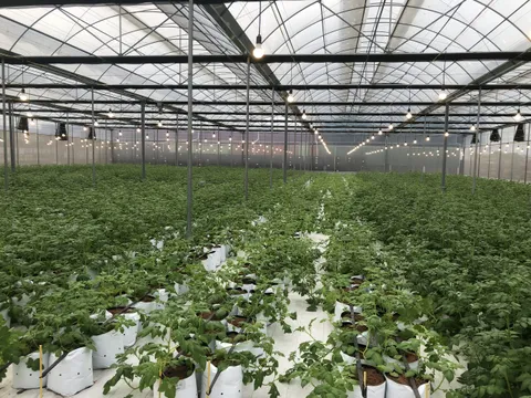 Giống Khoai Tây Bliss - Ngôi Sao Sáng Cho Chuỗi Liên Kết Sản Xuất Khoai Tây Với Doanh Nghiệp